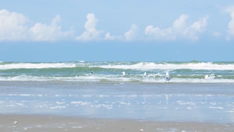 Coastal Scene with Gulls