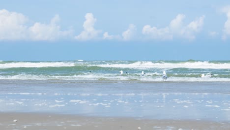 coastal scene with gulls