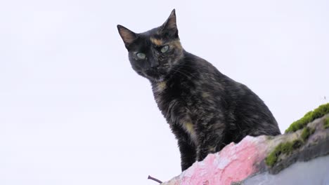 cute little cat with sharp eyes