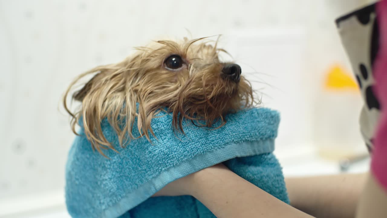 개를 건조시키는 것