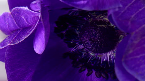 primer plano de una flor de anémona púrpura