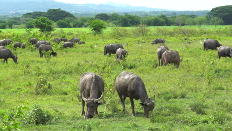 Herd-of-buffaloes,-eating-grass-outside-in-natural-environment-during-sunshine-day,-animals-in-nature-concept