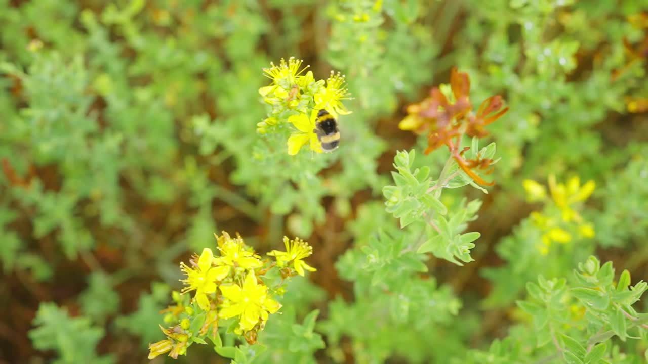 High angle closeup of buff-tailed bumblebee sucking nectar from yellow Tutsan flowers, static, day