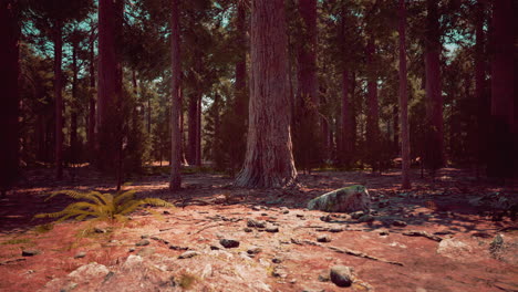 Early-morning-sunlight-in-the-Sequoias-of-Mariposa-Grove