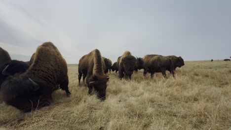 leves altercaciones ocurren cuando los búfalos se vuelven territoriales sobre su comida en un campo en kansas.