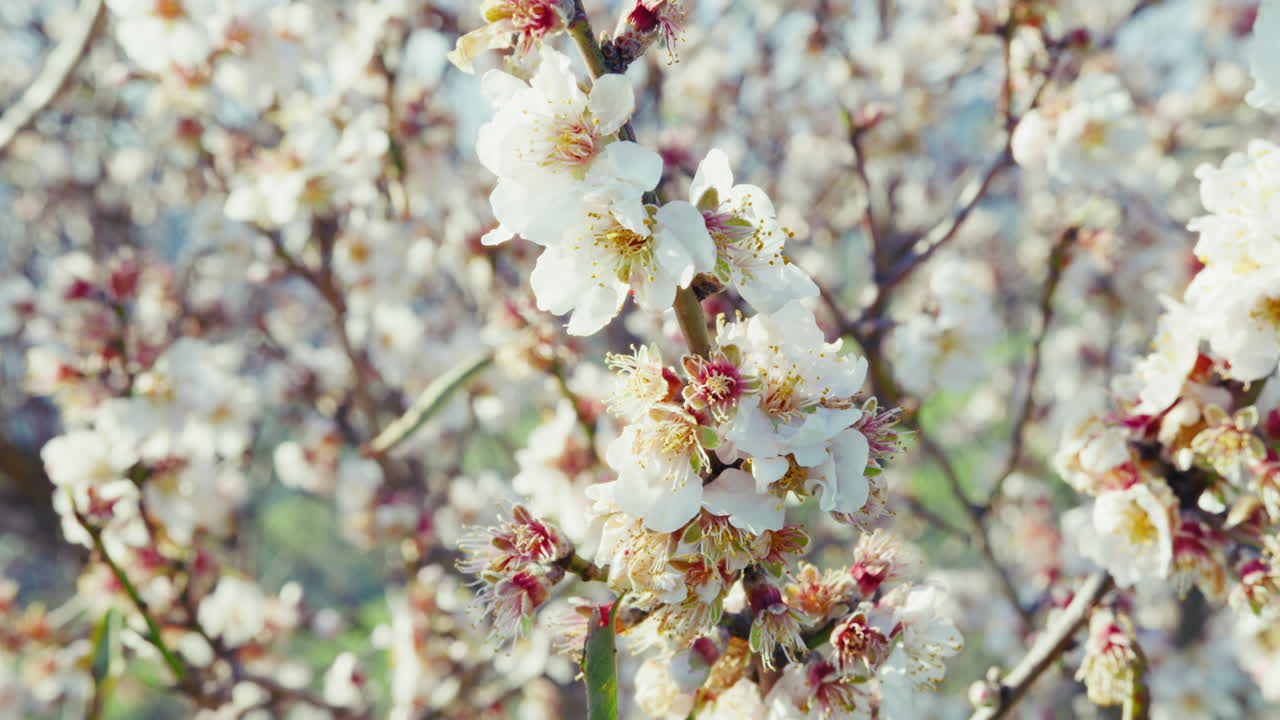 새로 시작 된 봄 에  아몬드 나무 꽃 이 피고 있다