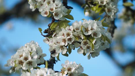 peachtree blossom closeup in gentle wing breeze spring evening light