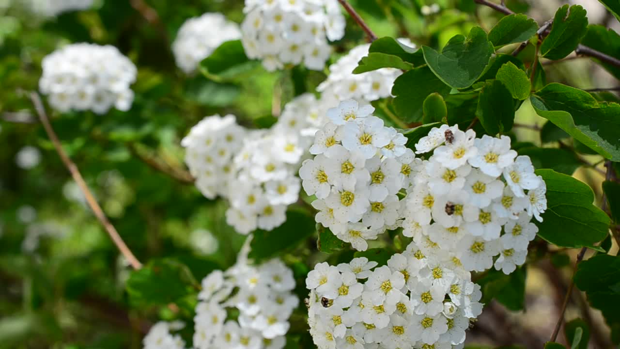 Bush in the spring. Spirea alpine spring flower - white flowering shrub