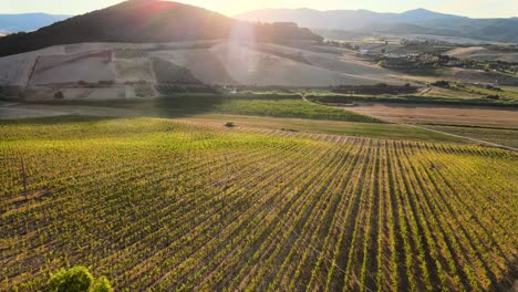 vista panorámica aérea de las filas de viñedos, en las colinas de la toscana, en el campo italiano, al amanecer
