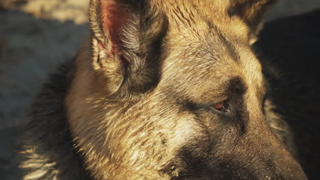 nahaufnahme eines deutschen schäferhundes zur goldenen stunde