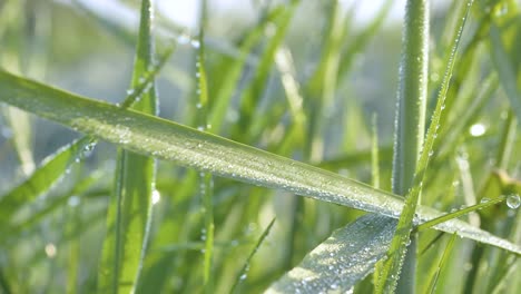 green grass in drops of morning dew in sunlight