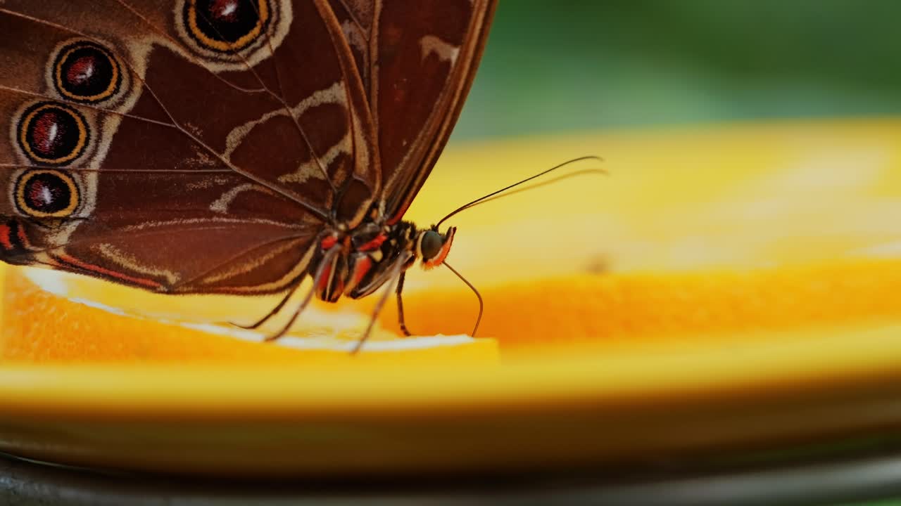 Ripresa macro, Morpho blu che si nutre di frutta, uno zoom lento rivela il lato inferiore esotico dell'ala.