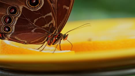 Macro shot, Blue Morpho feeding on fruit slow zoom reveals exotic wing underside
