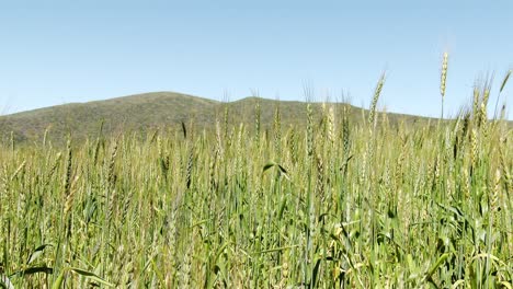 wheat moving in the light breeze, close up and low down