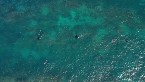 Wildlife-Aerial,-seven-reef-mantarays-swim-in-blue-ocean-water-feeding-at-surface,-natural-beauty-in-Fiji-islands