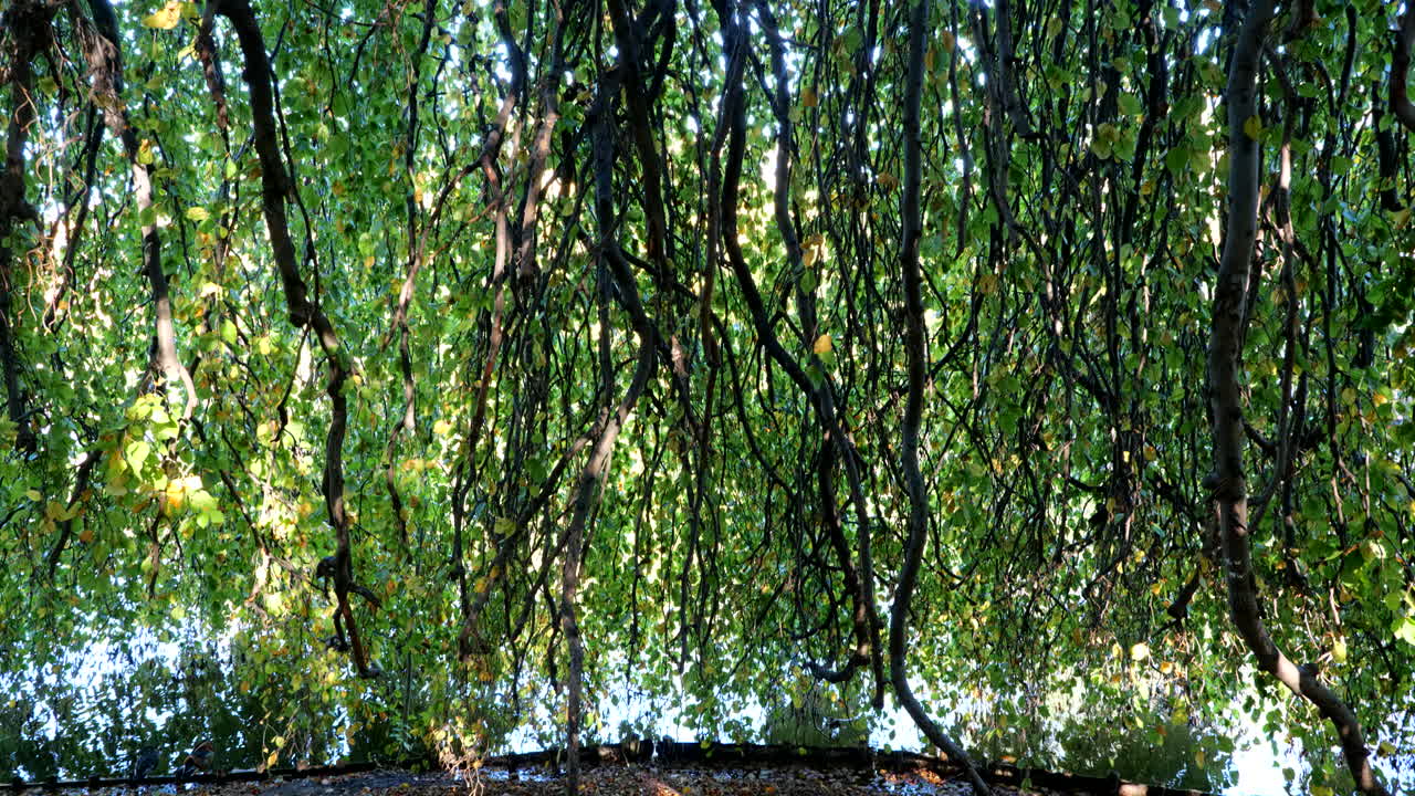 오래된 호숫가 나무, 호숫가에서 나뭇가지와 빽빽한 녹색 잎으로 만든 캐노피까지 기울어져 있습니다.