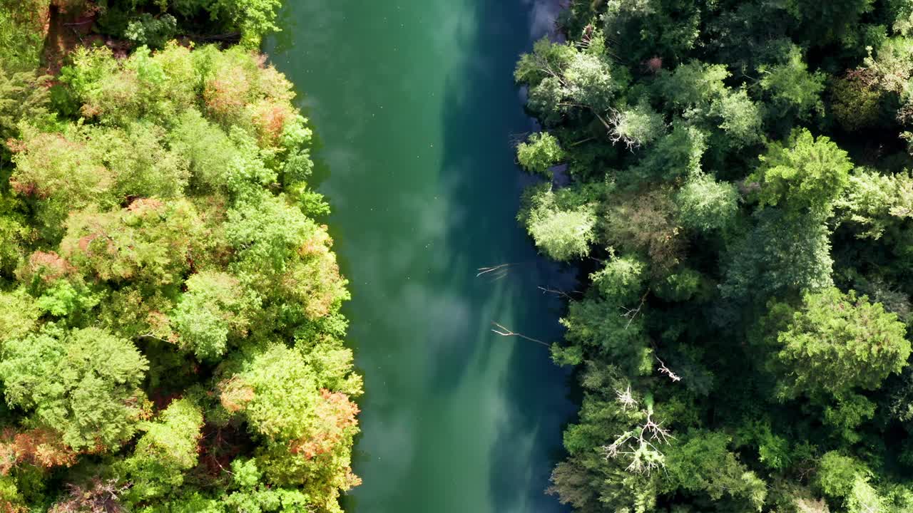 푸르키즈색 강이 숲을 가로질러 흐른다