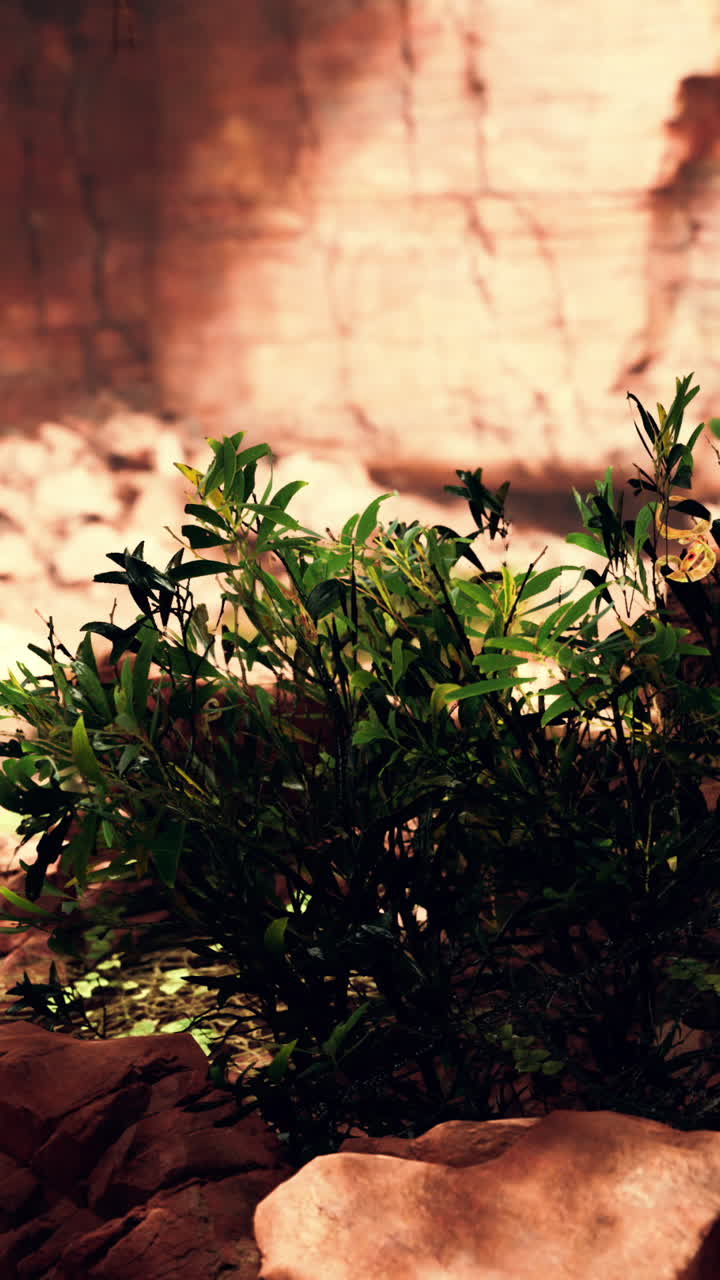 arbusto verde frente a las rocas rojas en petra, jordania