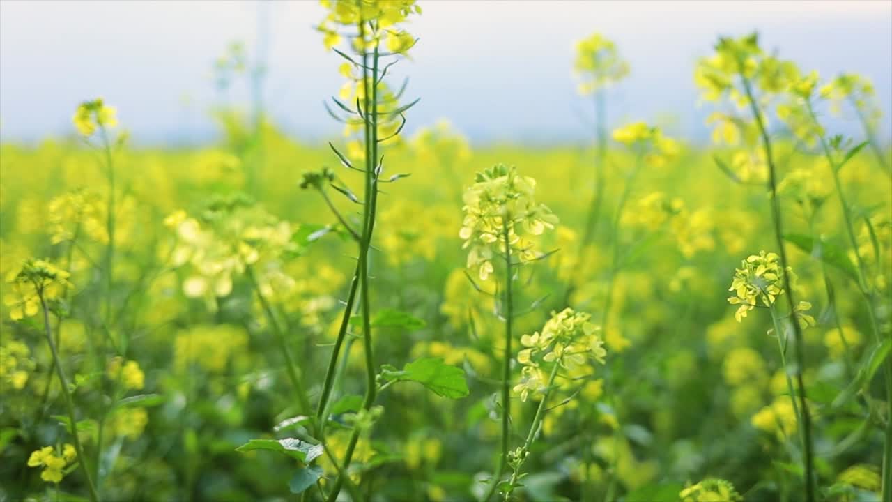 Mustard flowers. Mustard &ndash; mystical flower of happiness and health.