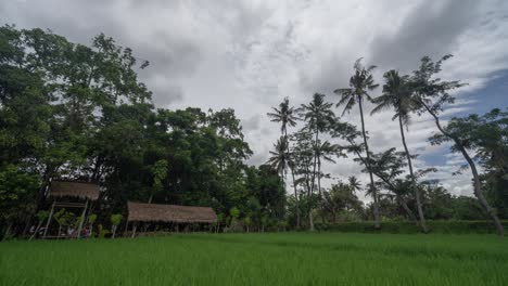tranquil rice fields with traditional huts and palm trees