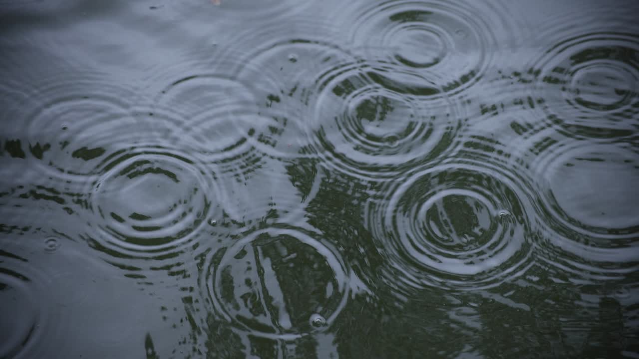 물속의 방울의 느린 움직임 연못의 비가 오는 날 클로즈업