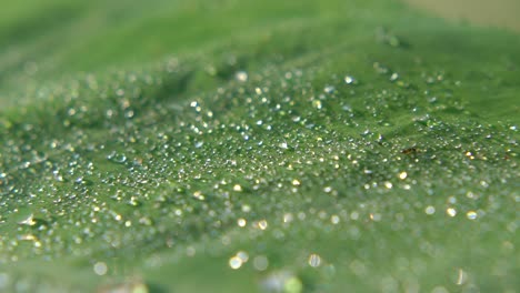 Morgentau-Fiel-Auf-Blatt