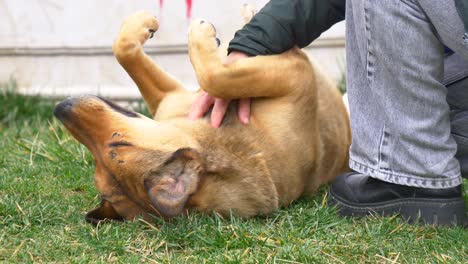 a man petting a happy dog in the grass