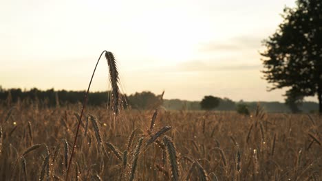 rye field in agricultural local organic farm plantation at sunset after rain storm