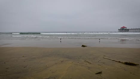 birds on the beach during a gloomy day