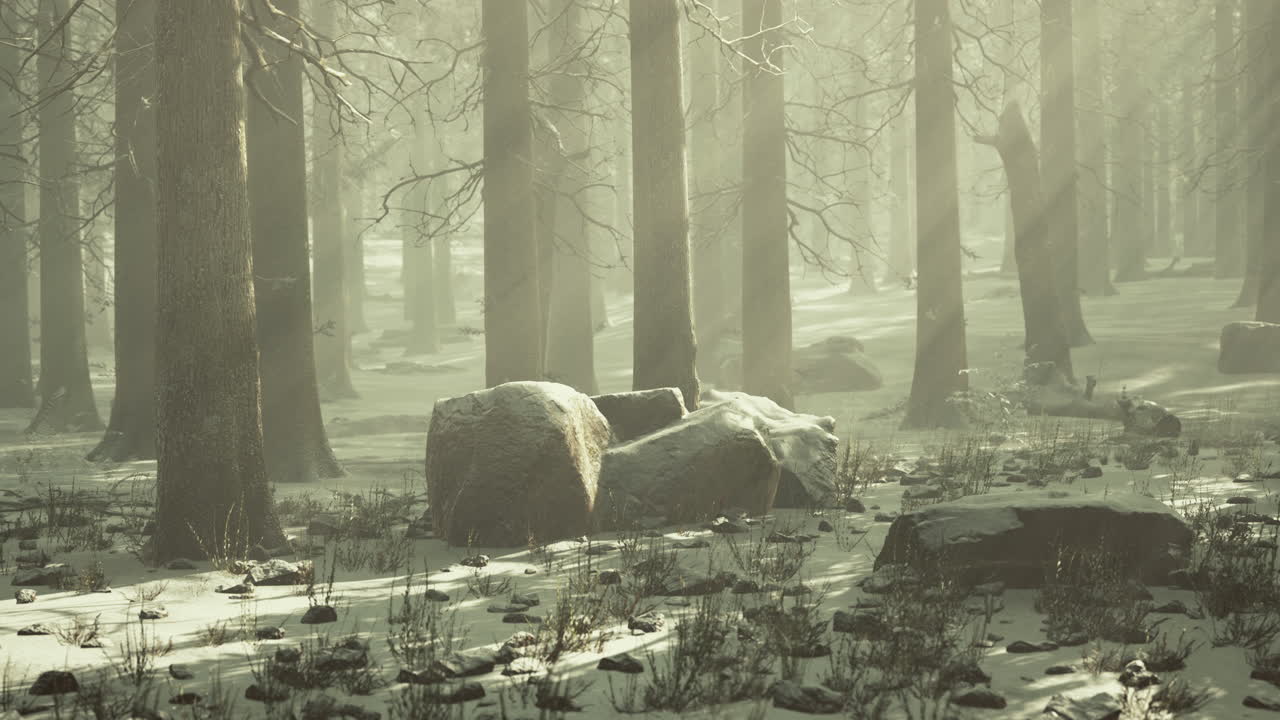 소나무 숲 에서 얼음 후 에 안개 와  ⁇ 빛 이 내려다보이는 인상적 인 풍경