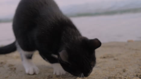 stray cat is hungry and eating fries found at the beach