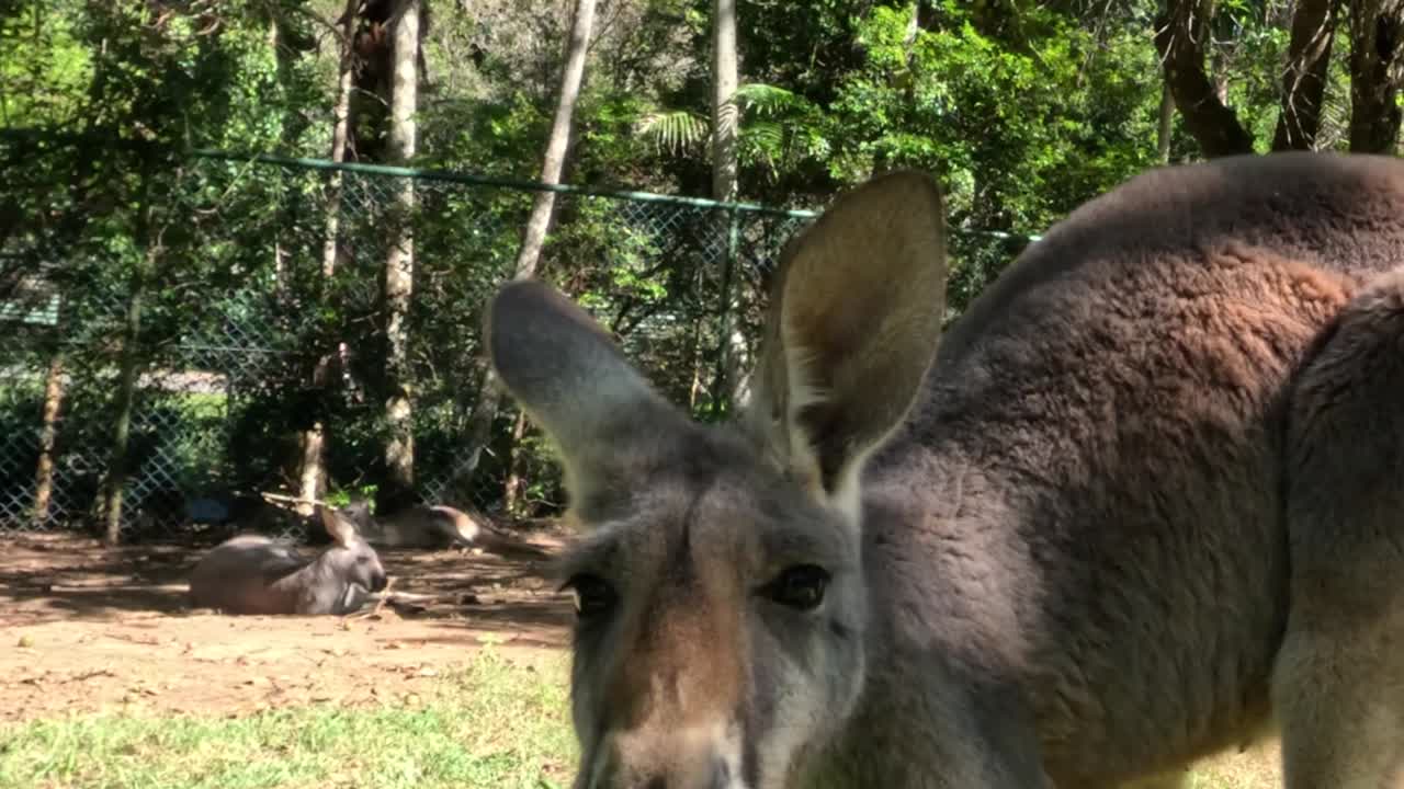 好奇心旺盛なカンガルーが日当たりの良い囲いの中に立ち、カメラレンズを直接見つめている。