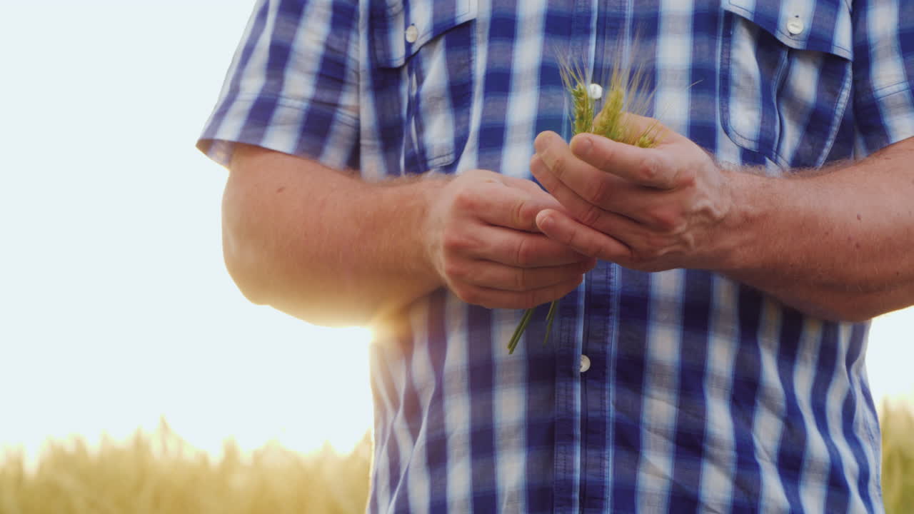 인식할 수 없는 노인 농부가 여러 밀 이삭을 보유하고 있습니다.
