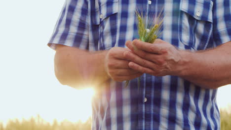 an elderly unrecognizable farmer holds several ears of wheat