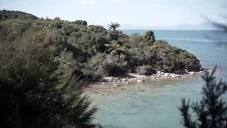 coastal scenery with tree branches