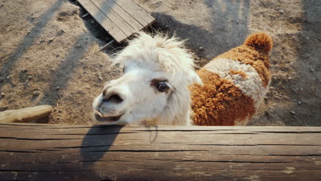 the funny alpaca looks out of the fence waiting for a meal top view