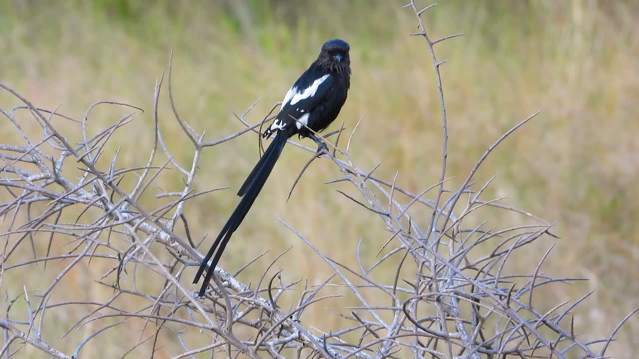 un pájaro viudo de cola larga posado en una rama en el arbusto nativo mira hacia la cámara