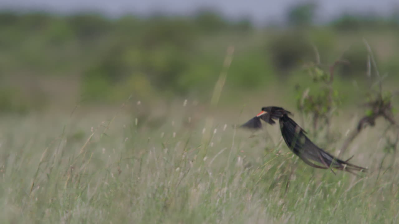 Maschio di uccello vedova dalla coda lunga che vola e si esibisce al rallentatore