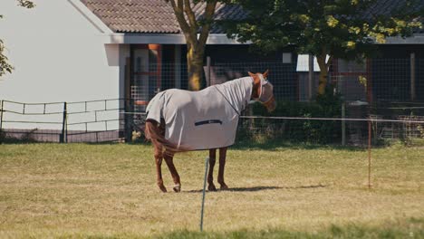 a horse animal livestock is standing outside and waving it's tail on a sunny day in rural location area with filmic digital film look style