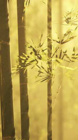 bamboo forest in golden sunlight