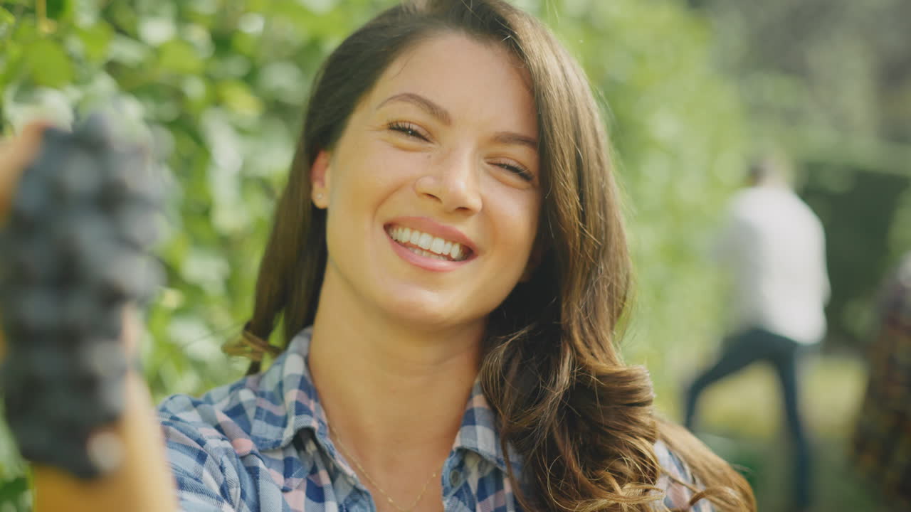 Woman Harvesting Grapes