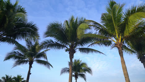 Palmera-De-Coco-Con-Hermoso-Cielo-Azul-Y-Nubes