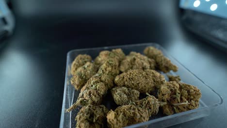 un primer plano detallado de una grúa girando hacia adelante disparo de una planta de cannabis, flor de marihuana en un plato transparente, cepas híbridas, indica y sativa, 120 fps cámara lenta en alta definición, luz de estudio cinematográfico