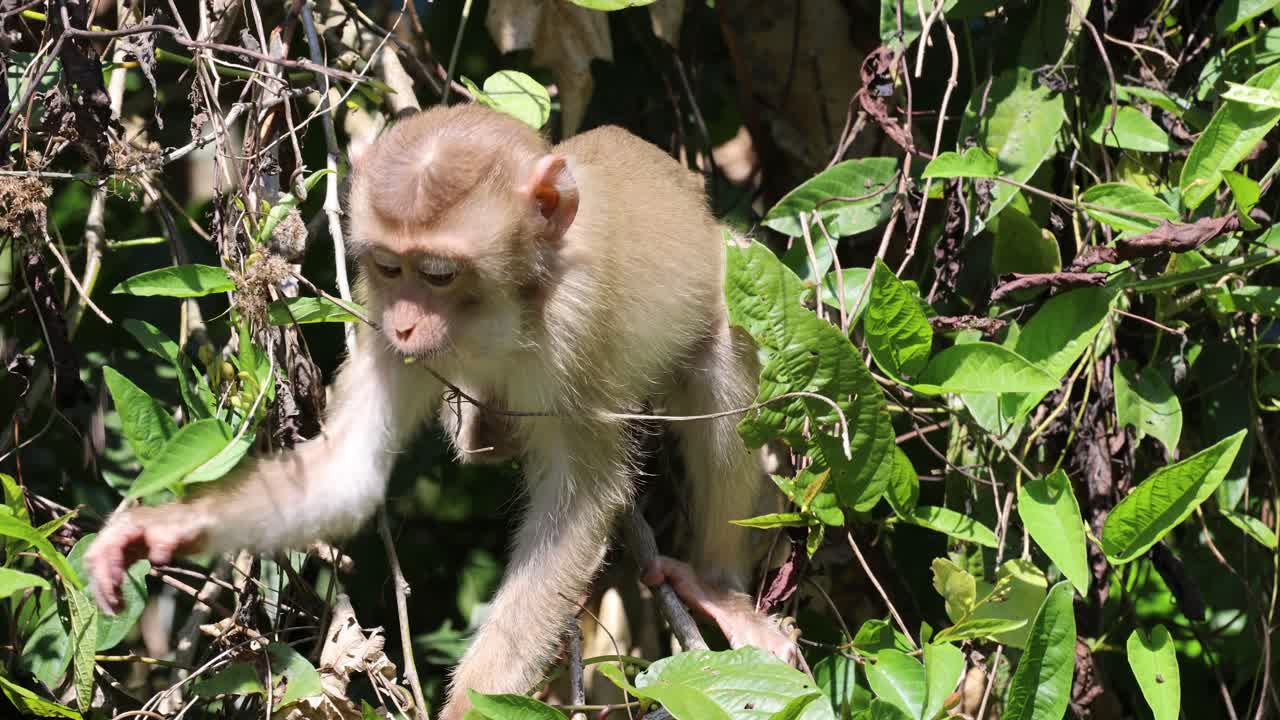 A monkey moves through dense green vegetation.