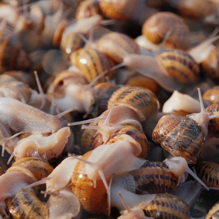 Live snails at a farm