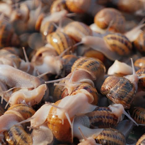 caracoles vivos en una granja