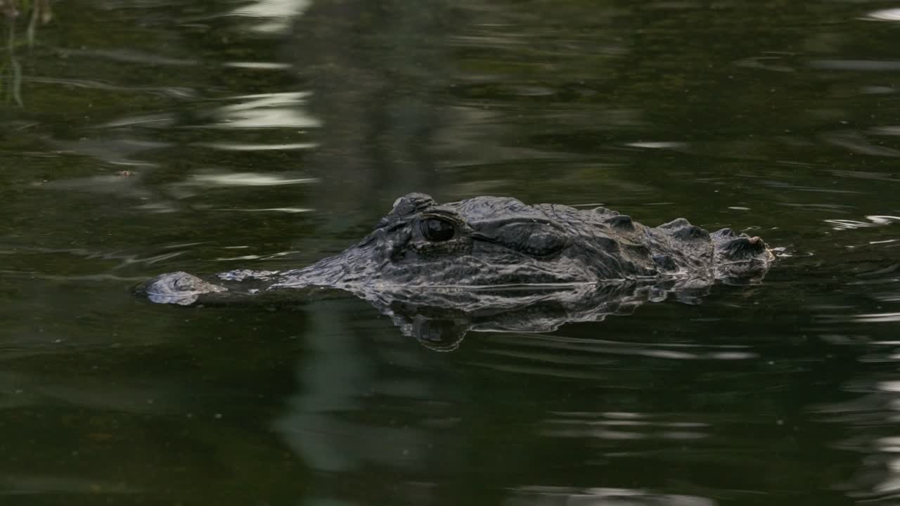 caimán esperando pacientemente en las aguas poco profundas
