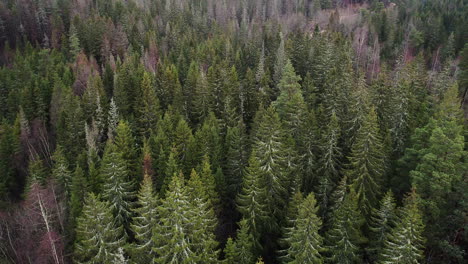 Green-Tree-Forest-At-The-Mountains-Near-Holmenkollbakken-In-Oslo,-Norway