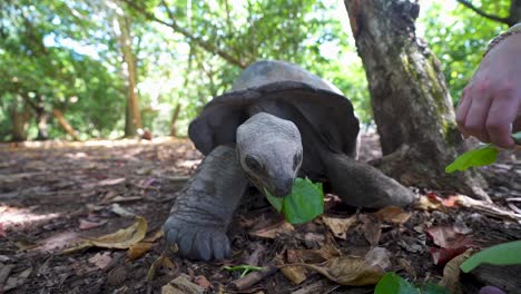 alimentando hojas de tortuga gigante en el bosque en el santuario de animales de la isla curieuse en seychelles