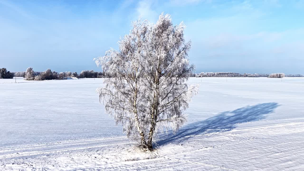 Drone shot of isolated birch tree covered in hoarfrost and white snow standing in middle of frozen field during sunny winter morning in Latvia